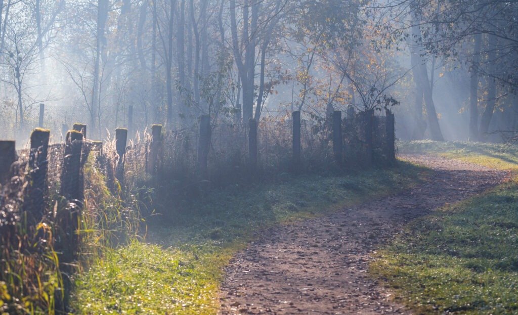 Misty woodland path beside a rustic fence in soft morning light